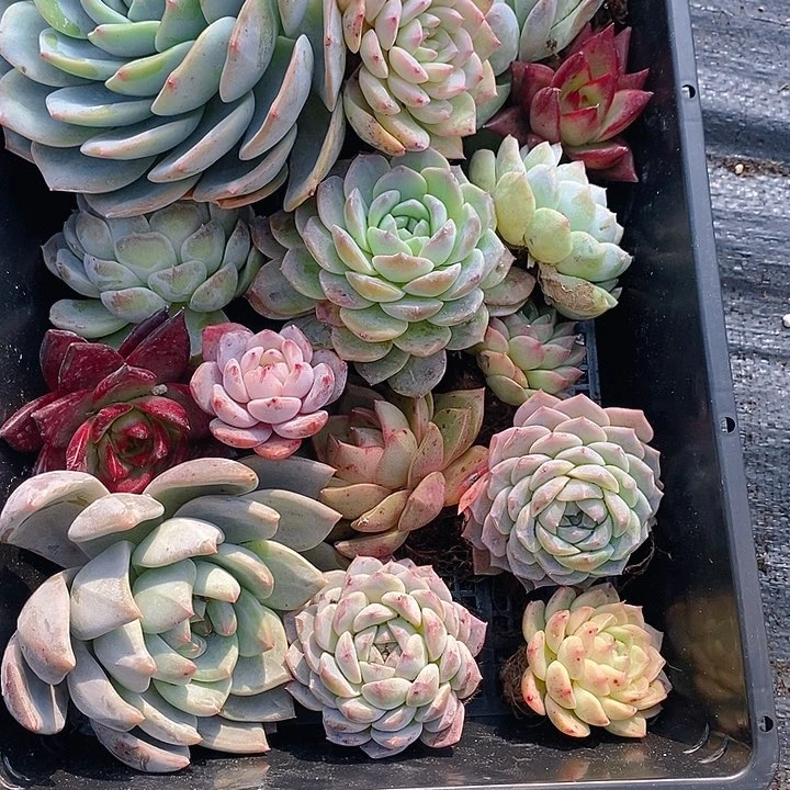 13 多肉植物盆栽花卉植物