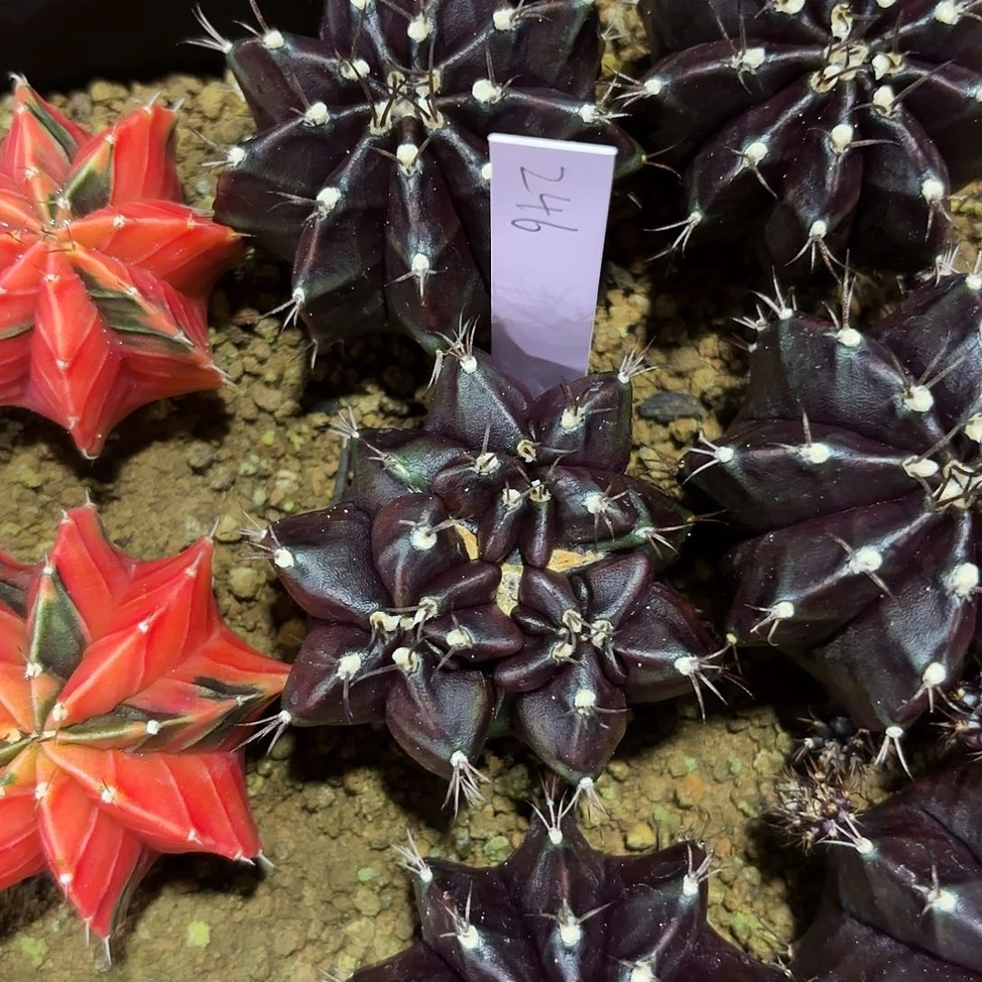 泰国米哈246-0126