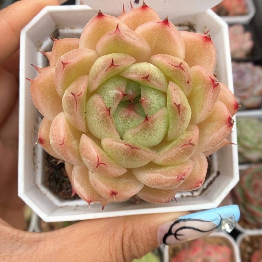 油透麦秆可拍702号。