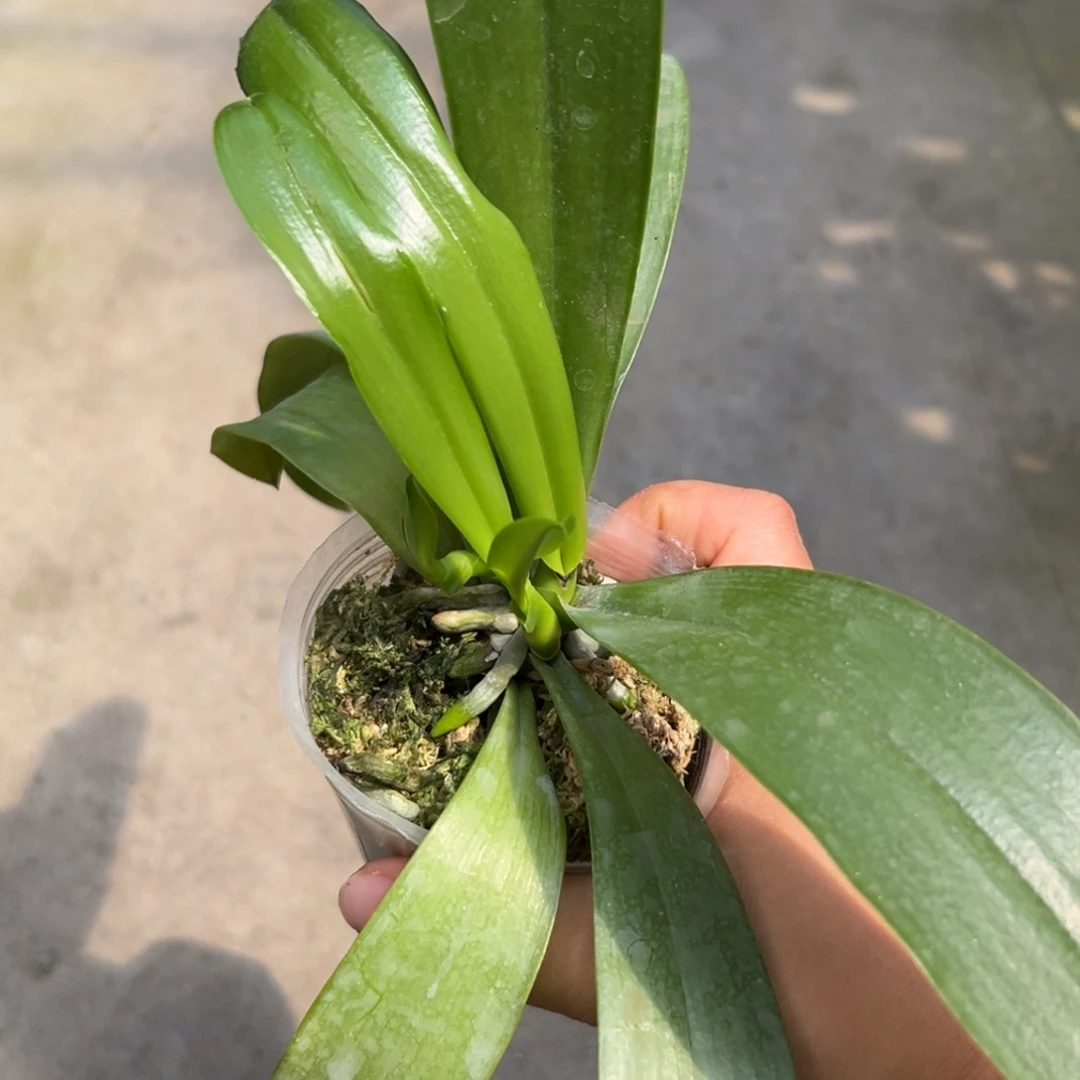 d***m当前无花栽培后可以开花