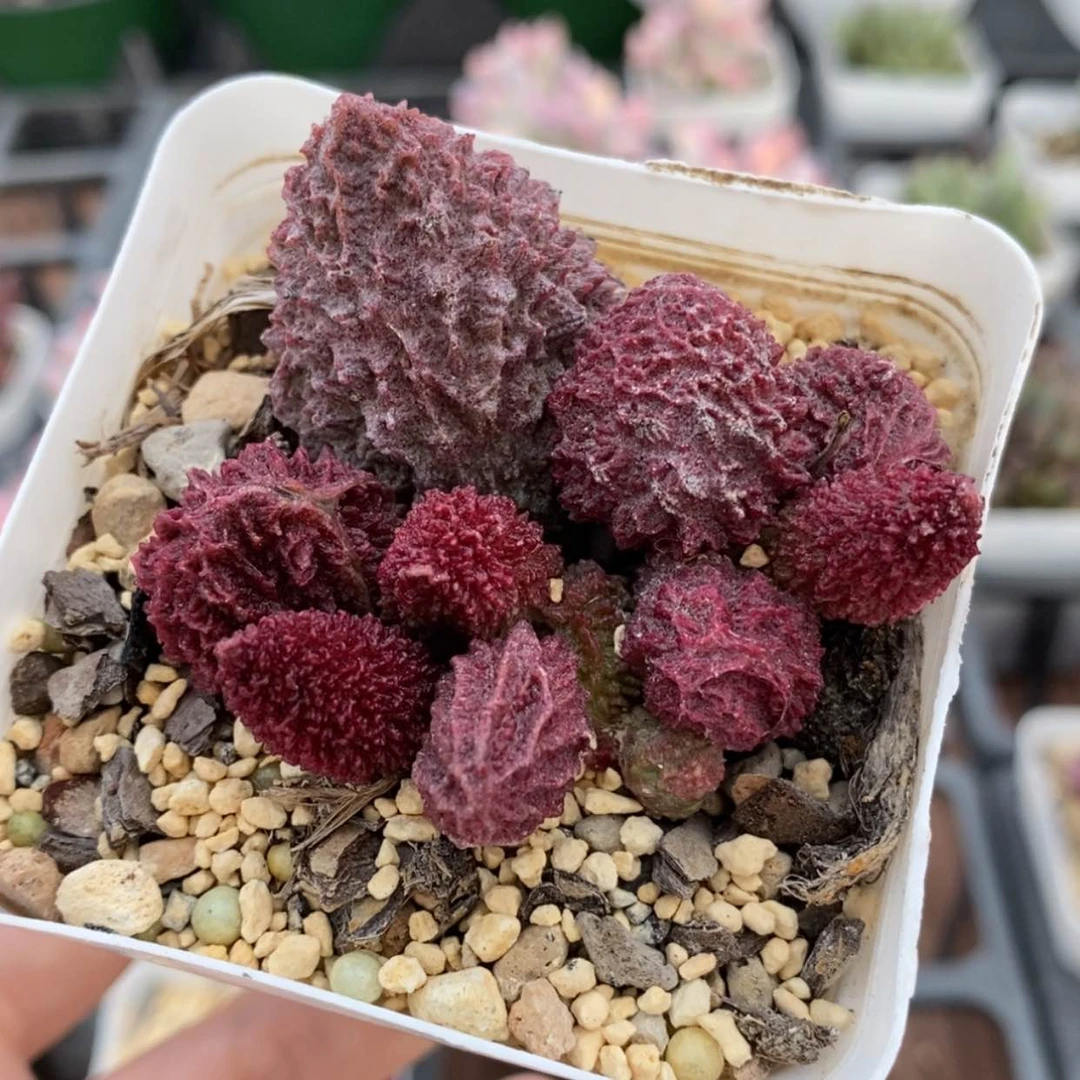 【闪购商品】无花朵朱紫玉