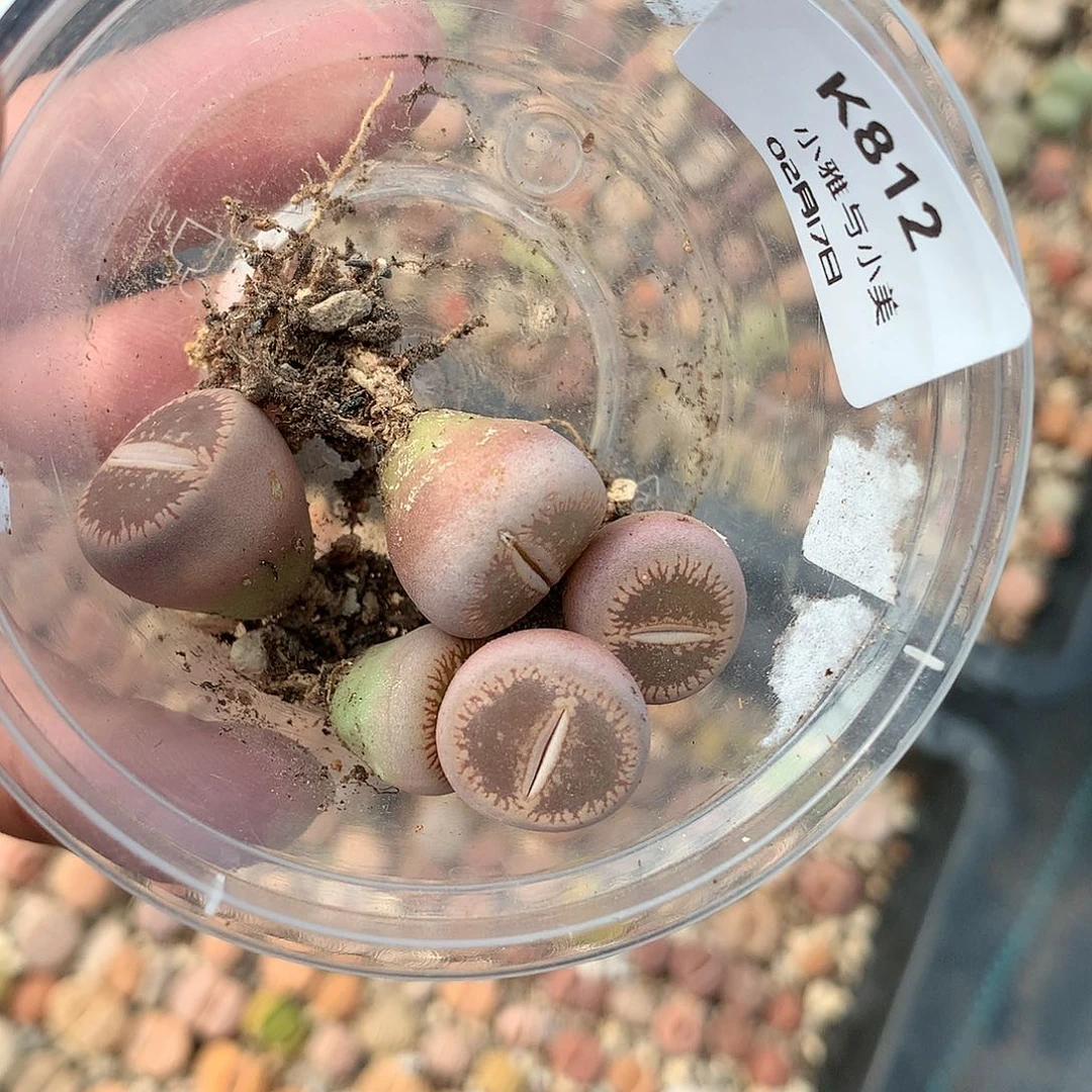 睡**?K812多肉植物保护