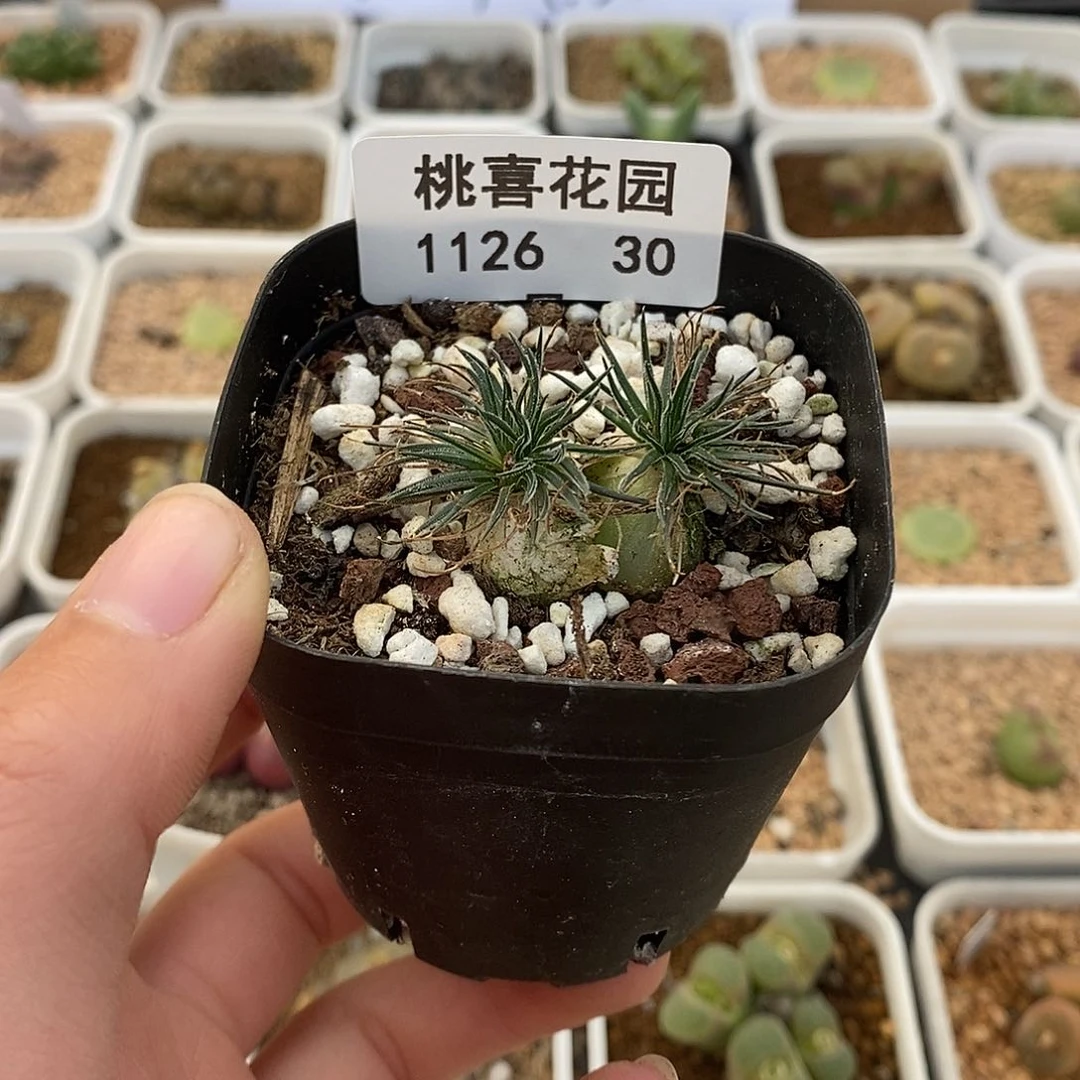 C**G26-30-葱福利。