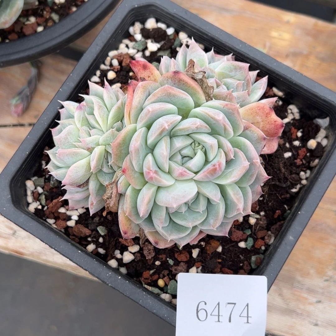 6474多肉多多发的