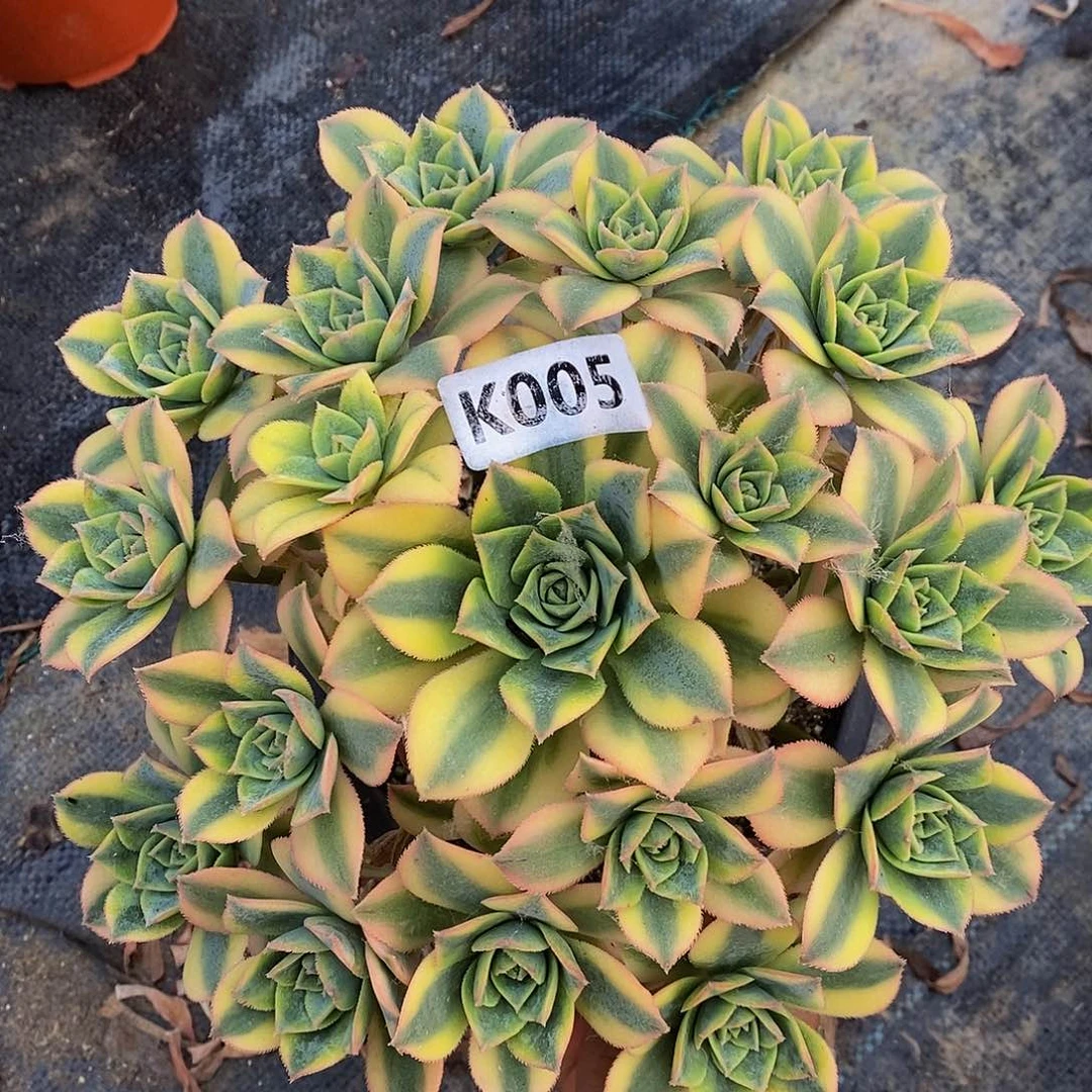 005星爆55555555555