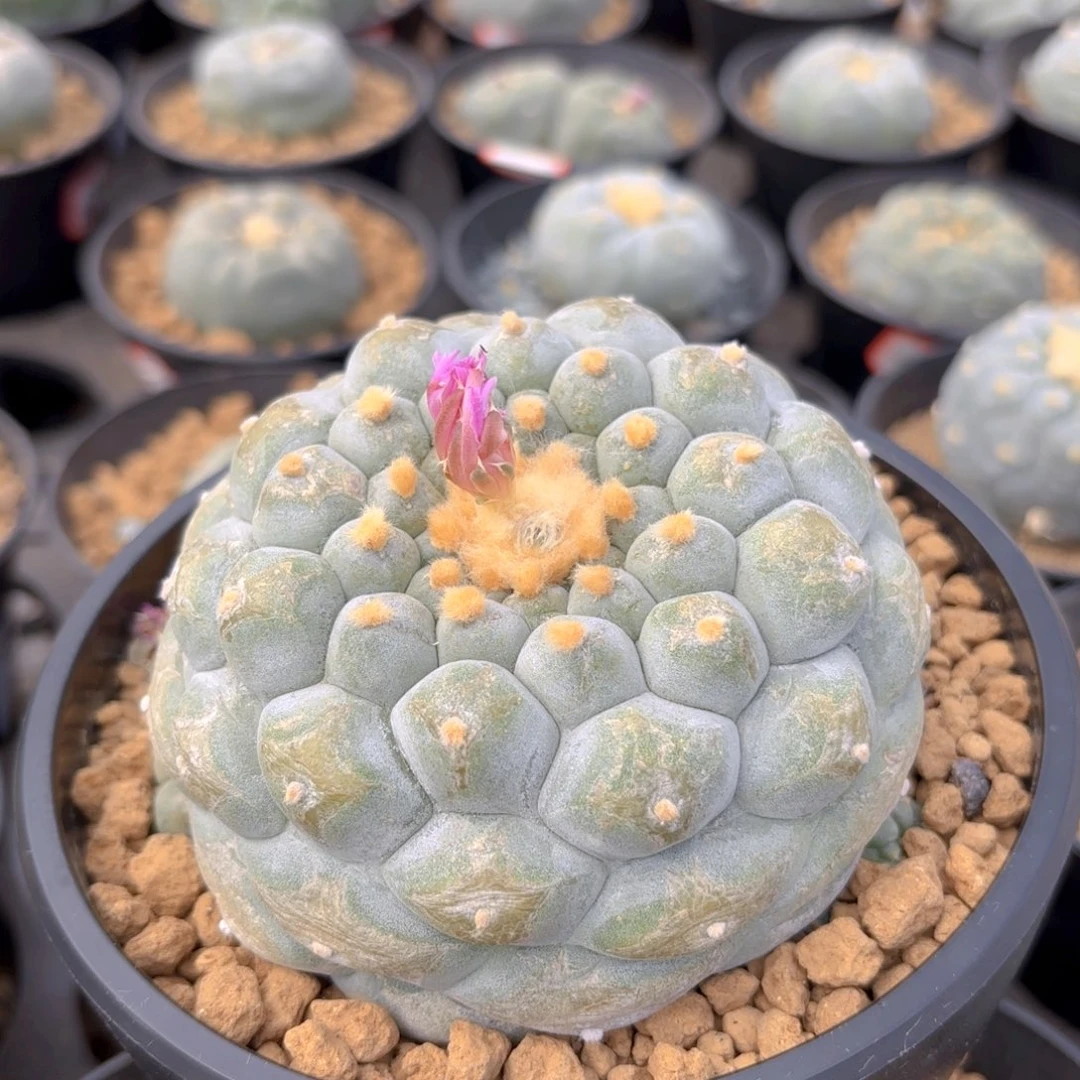 佛头G g g g g g g g