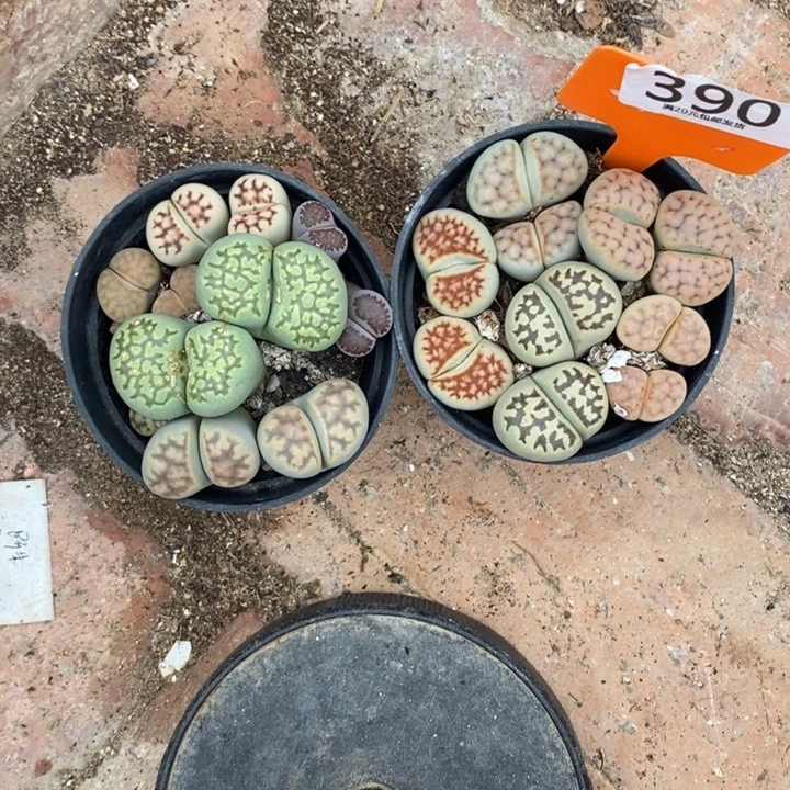 去***糖生石花的季节到啦390