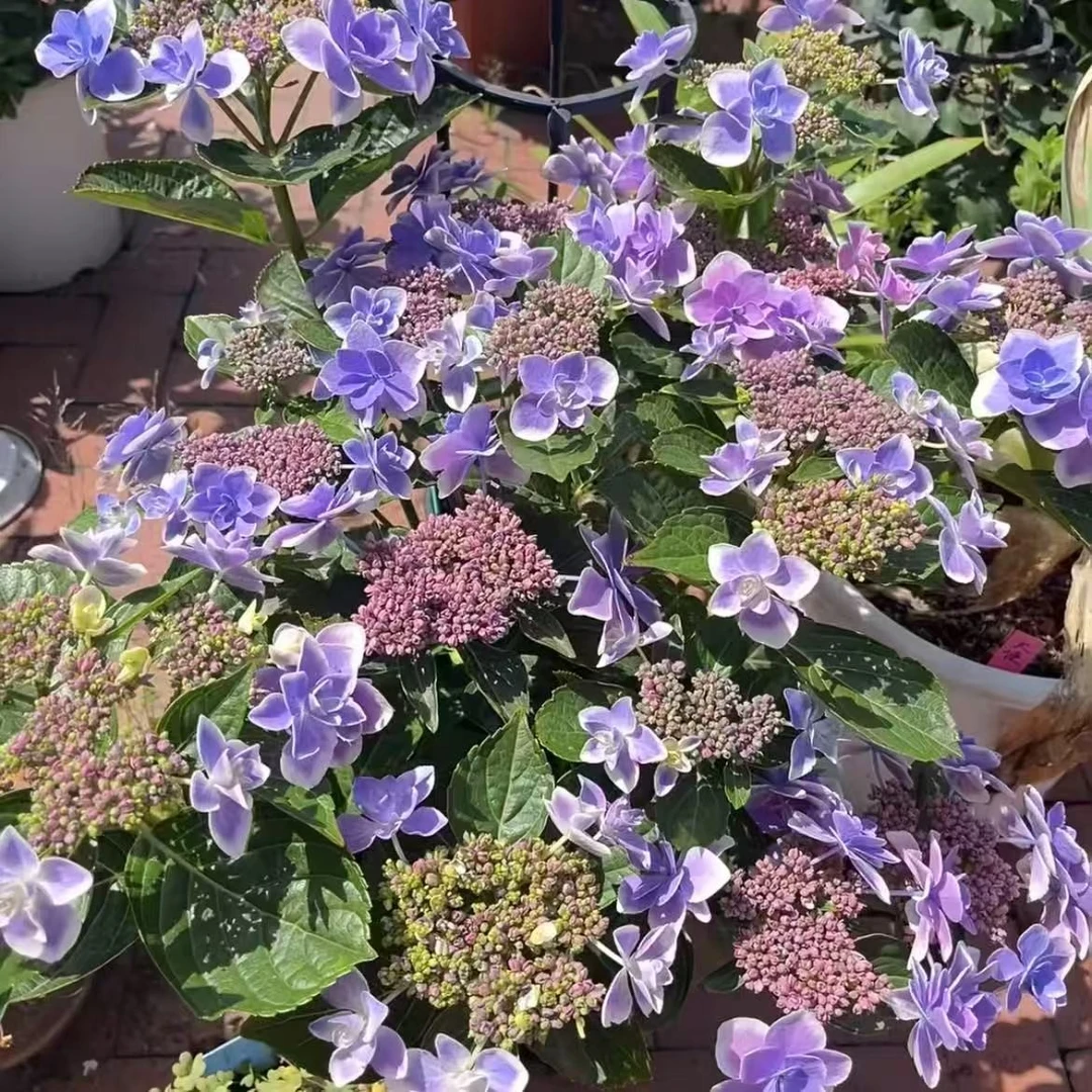 许愿星绣球花盆栽花卉庭院阳台新手易养护喜水植物