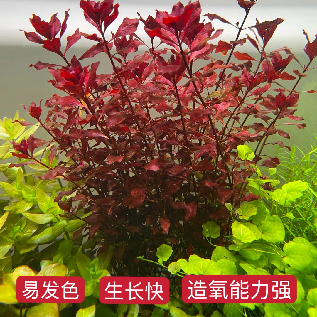 紫红丁香水草水族造景鱼缸造景红色水草水草鱼缸专用水草