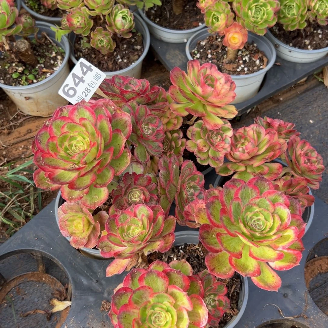 不***系多肉植物644四颗的