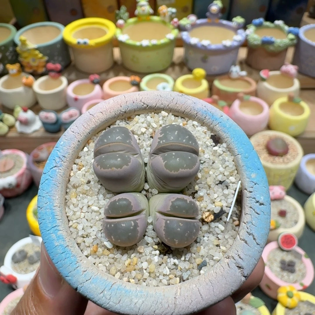 蘑菇1273橄榄多肉植物