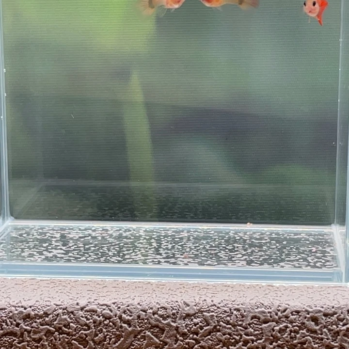 孔雀鱼5.孔雀鱼三条