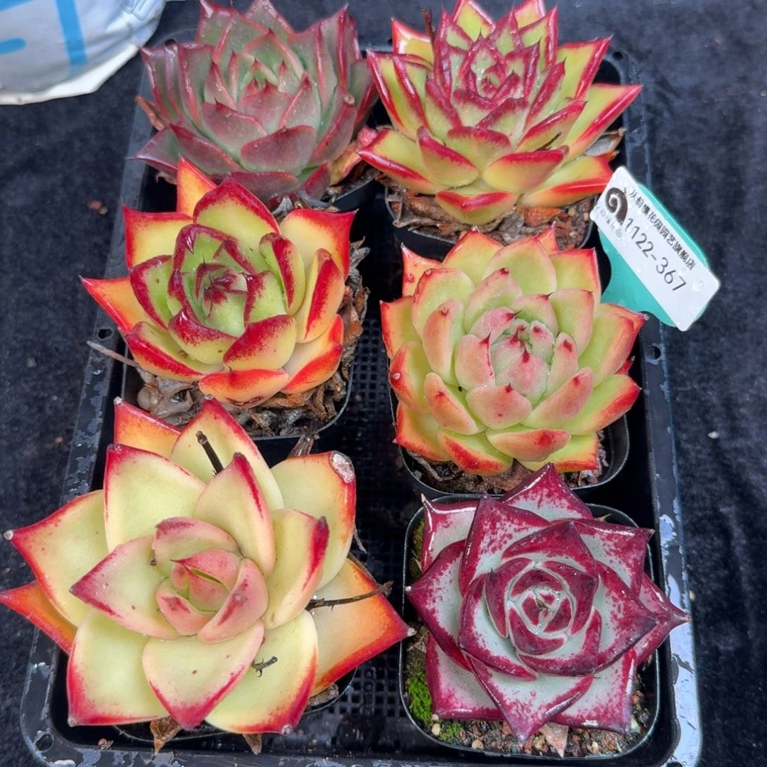 从前慢多肉精选编号1122.367