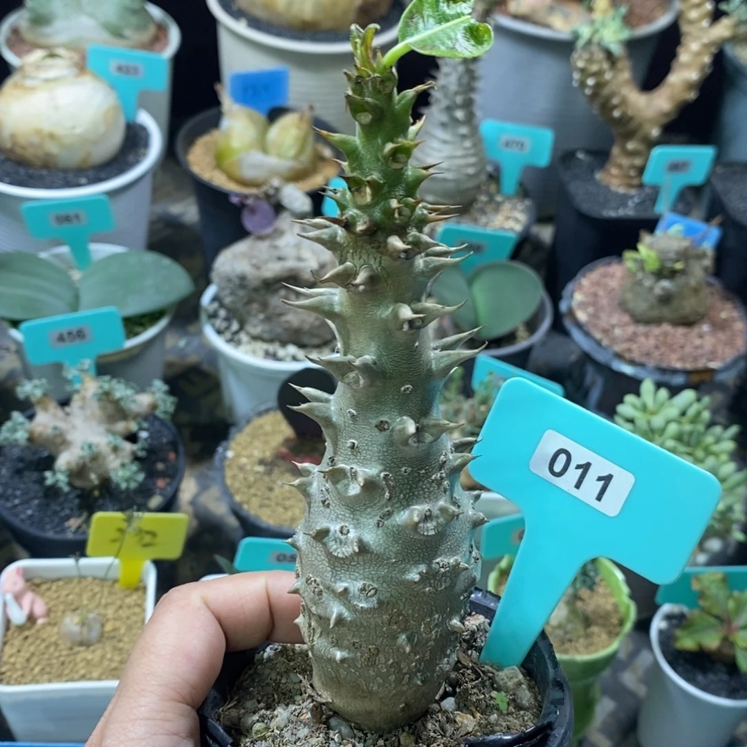 巴士棒槌多肉植物