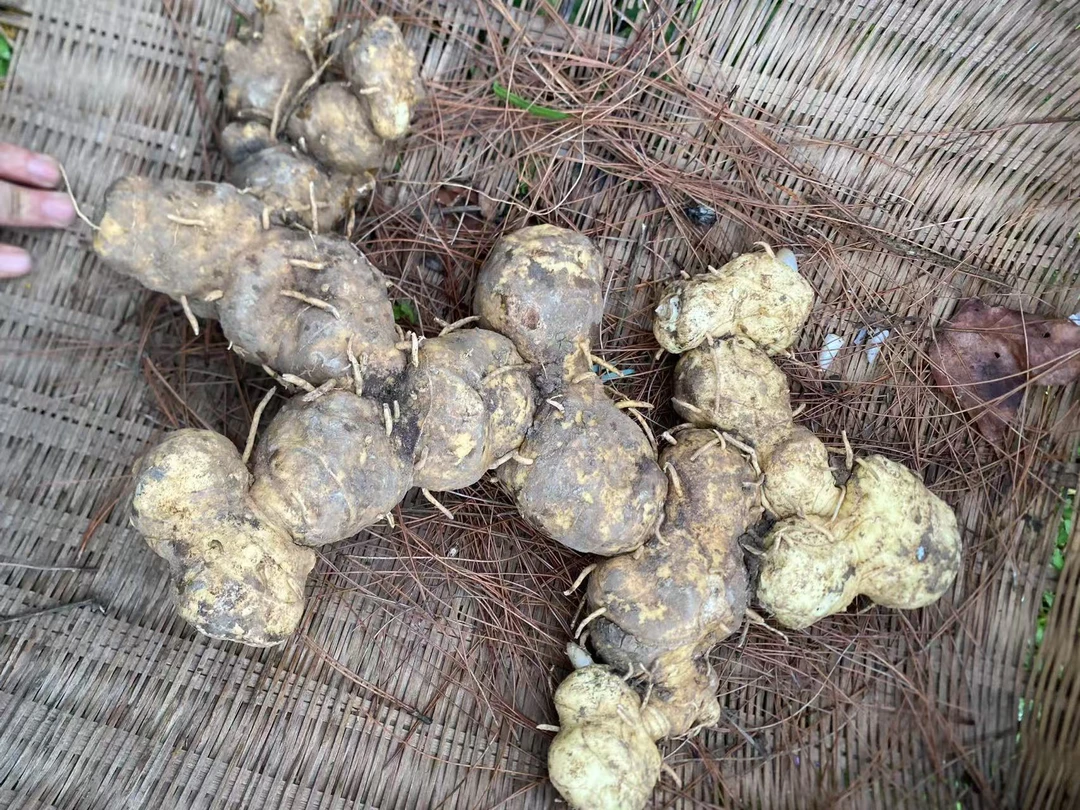 贵州老虎姜野生下山货