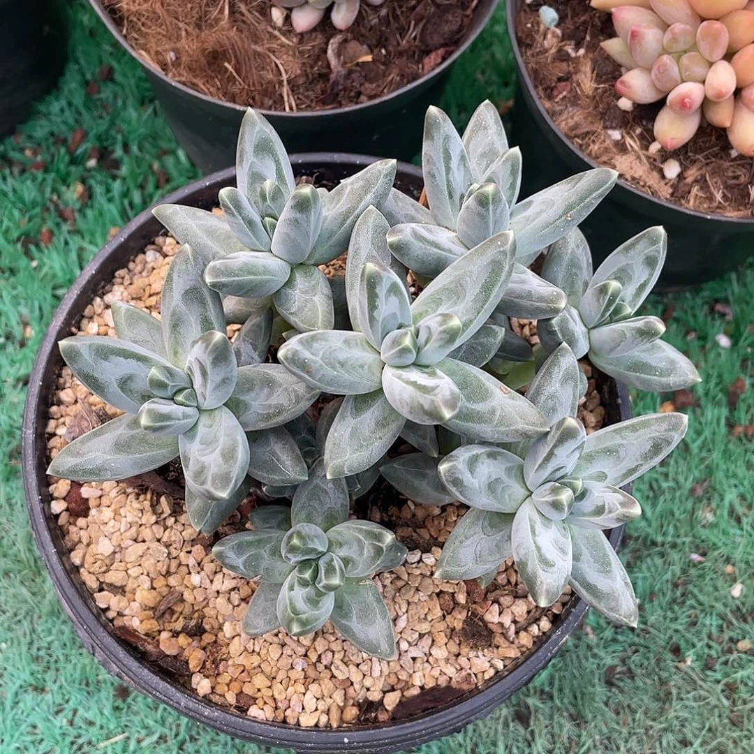 无砍捧花凤羽美人