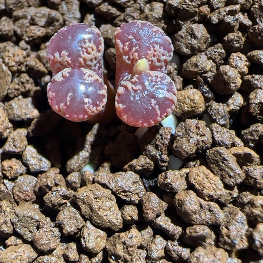 肉锥多肉植物组合-3km勋章1167