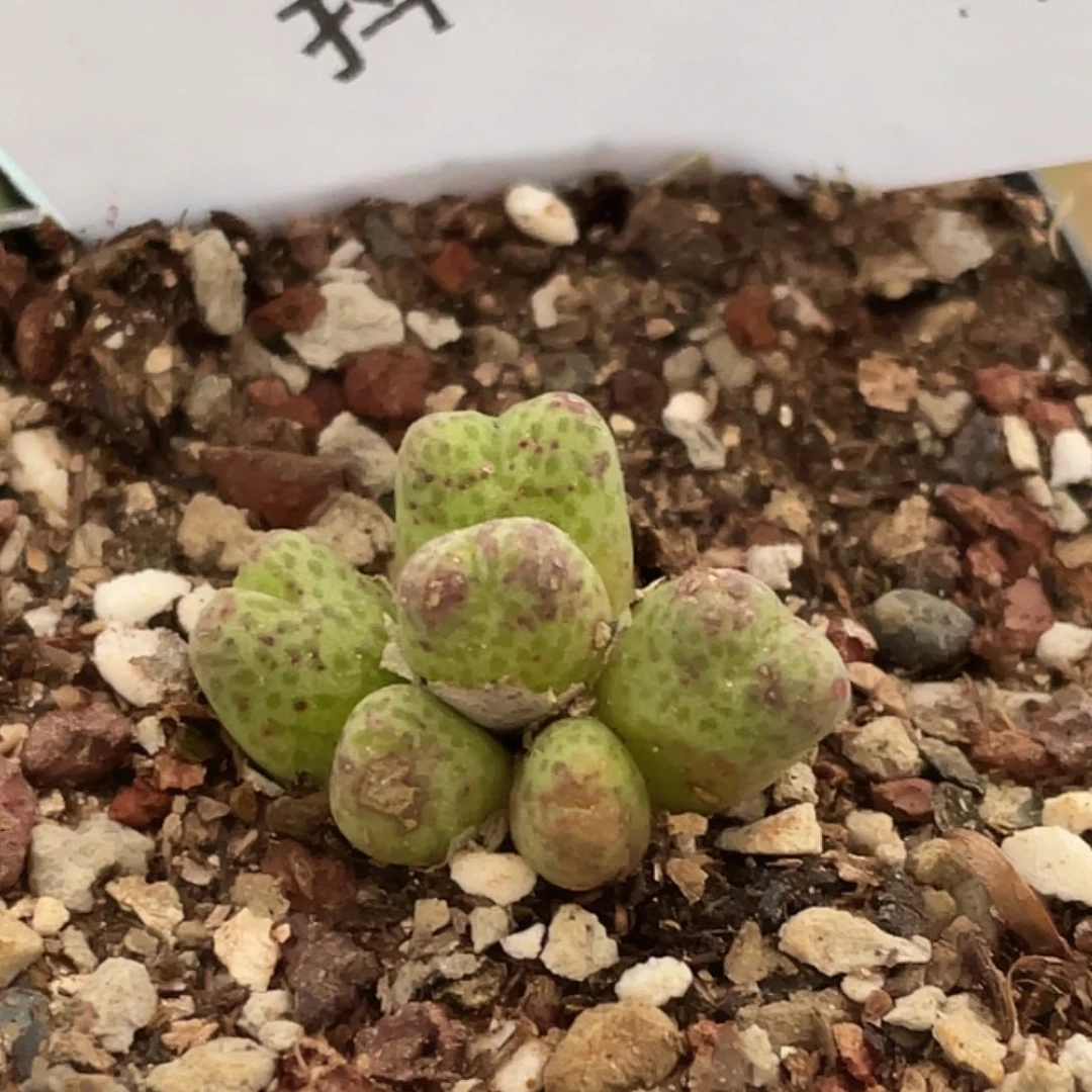 6-89草莓斑马肉锥