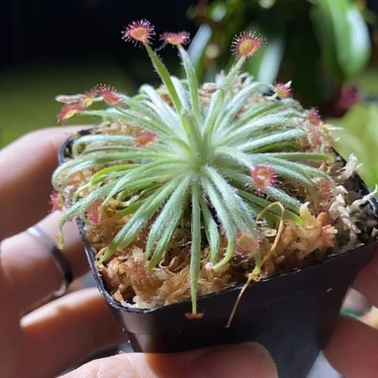 完全开放银匙茅膏菜