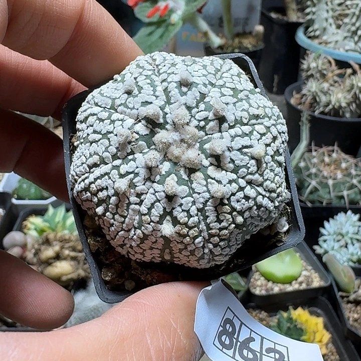 862海星兜带盆发货