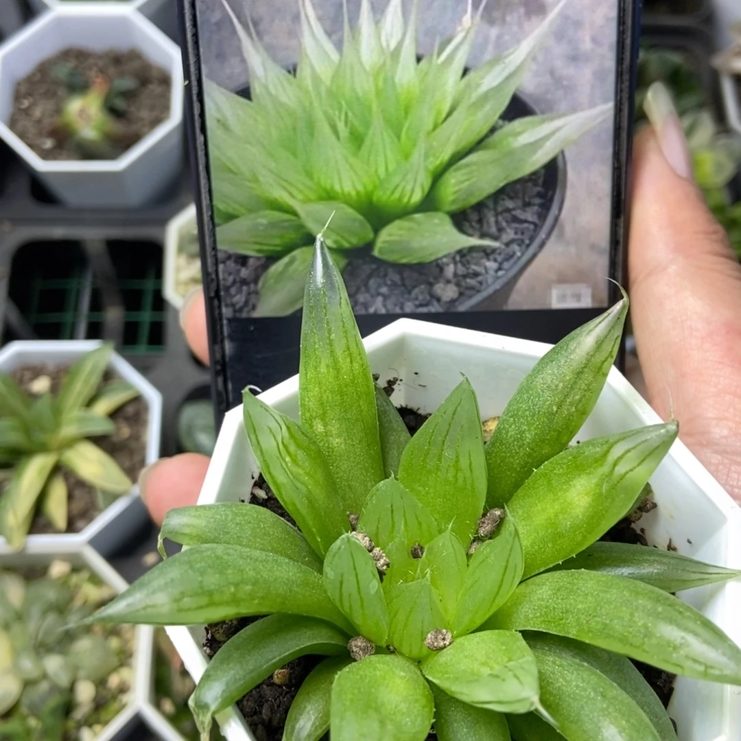 冰凤玉露一物一拍