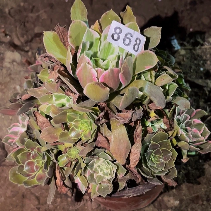 868糖果菊多肉植物