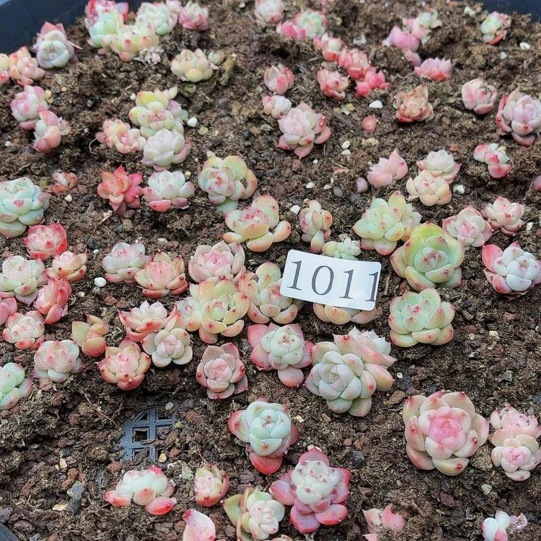 转***喔多肉植物多肉植物1011