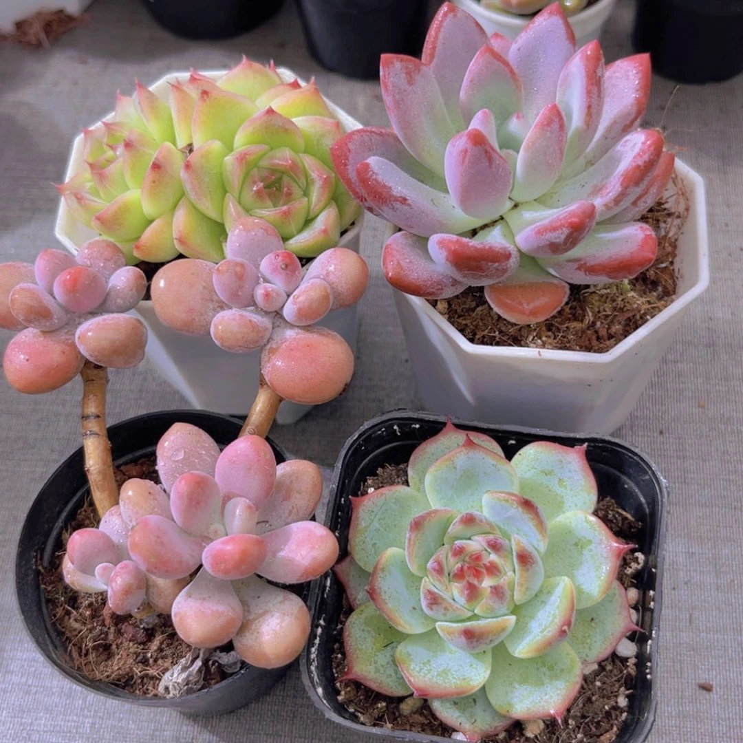 麦秆。桃蛋。奥普。吉娃娃
