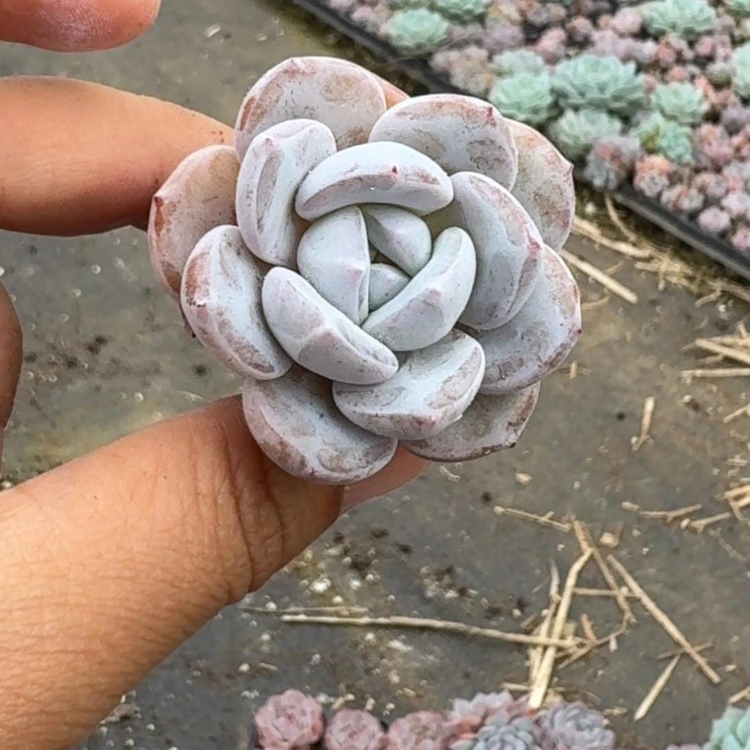 雪天使穴盘单头3厘米5棵不售后