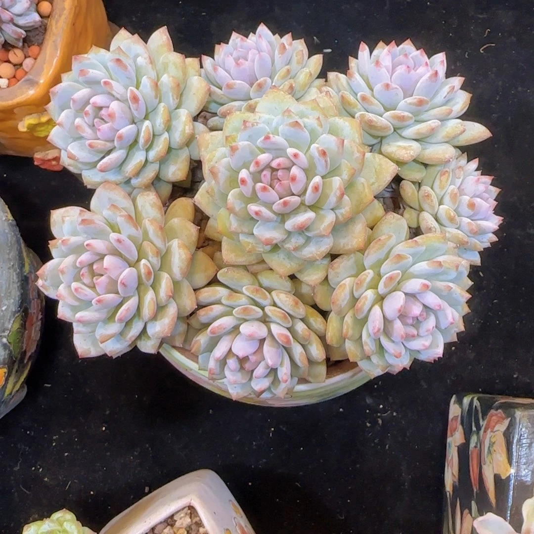 韩版星星橙捧花一颗