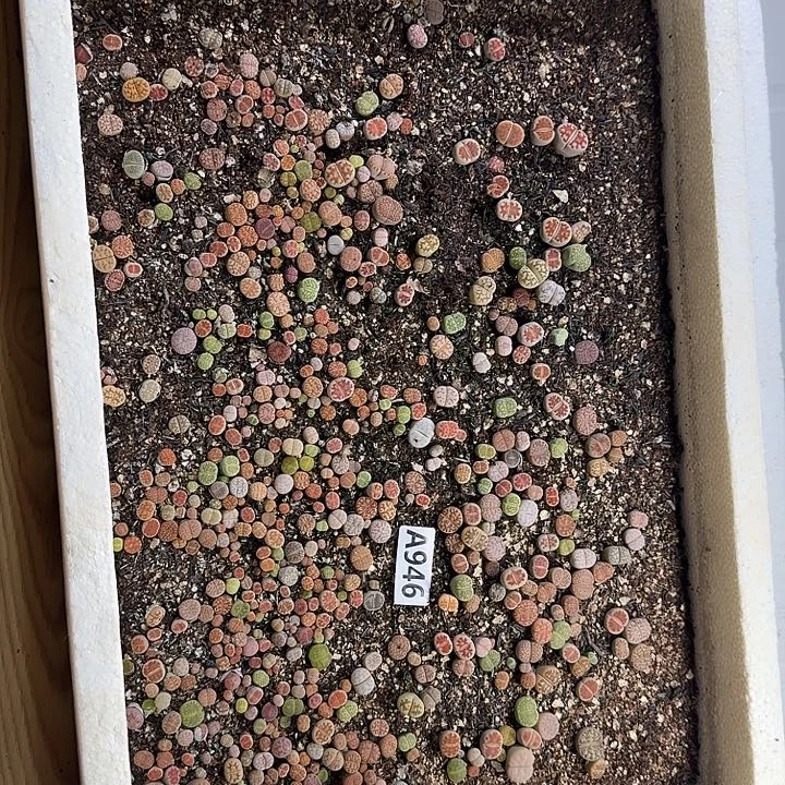 生946石花整筐脱土发货