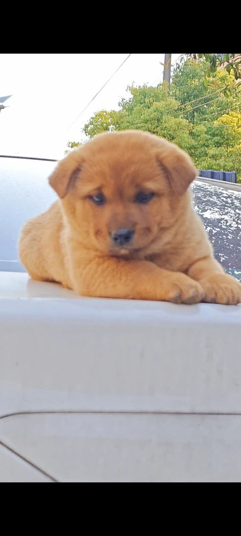 老祖宗精选经典大黄