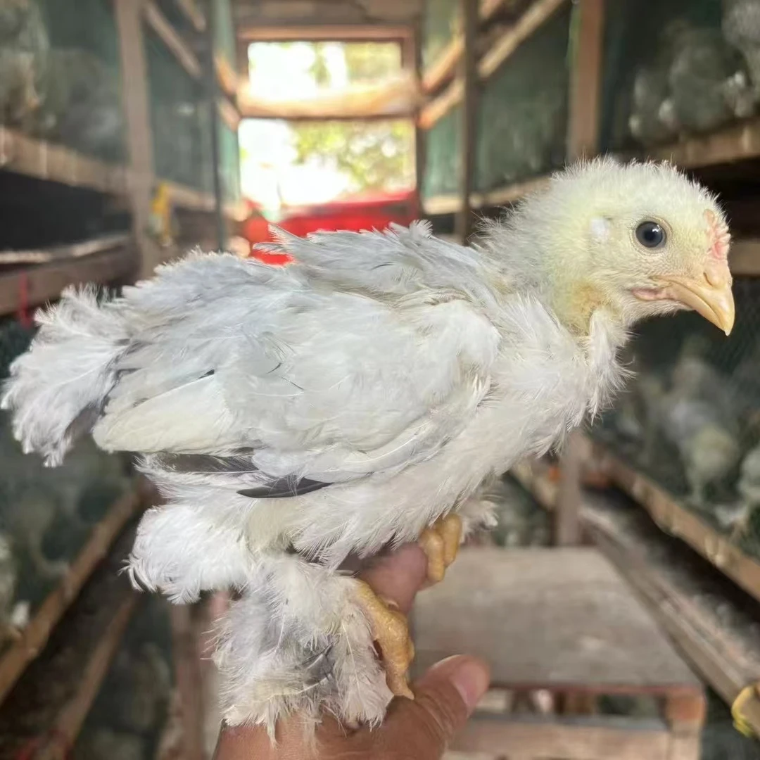 婆罗门宠物观赏鸡半斤发货