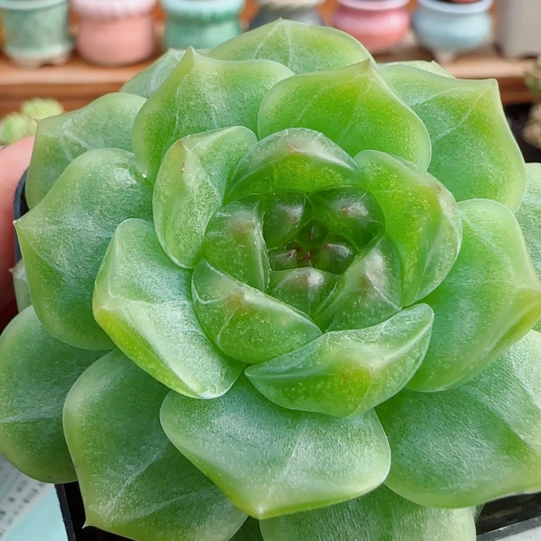 花语逸镜0916-36无尽灯