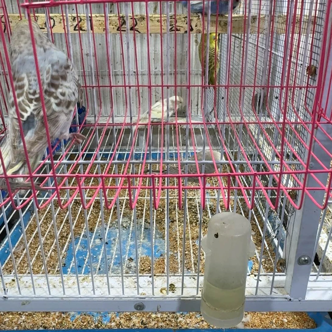 虎皮鹦鹉欧血大头虎皮鹦鹉