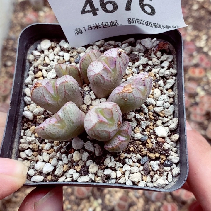 4676。