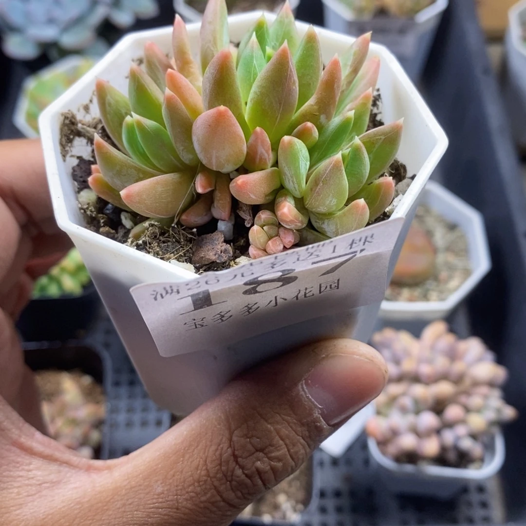 三头炫彩星一物一拍满20包邮满26送一颗多肉