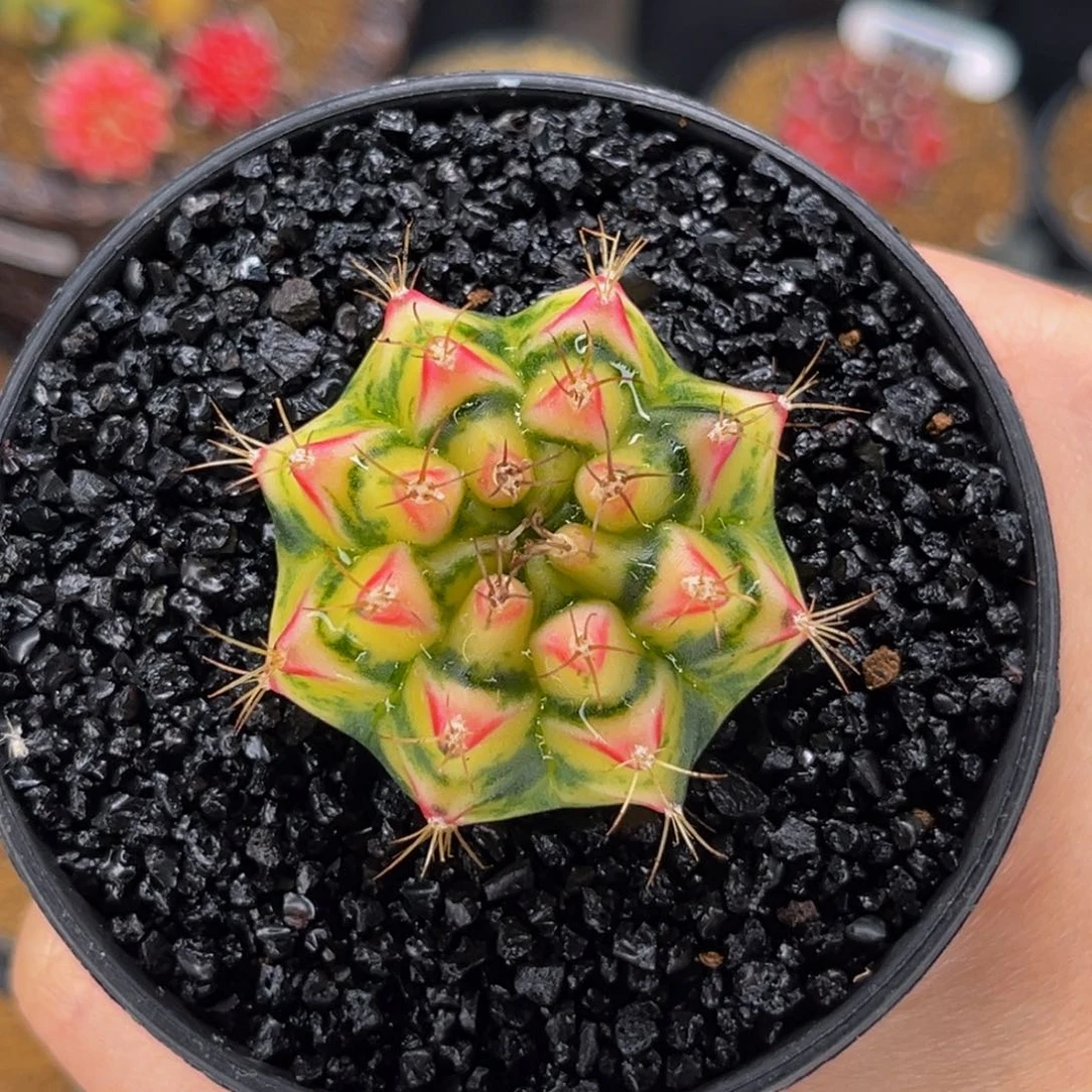 白花田 米哈仙人球