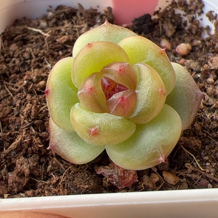 866 一物一拍，精品糖心，尺寸不大介意勿拍