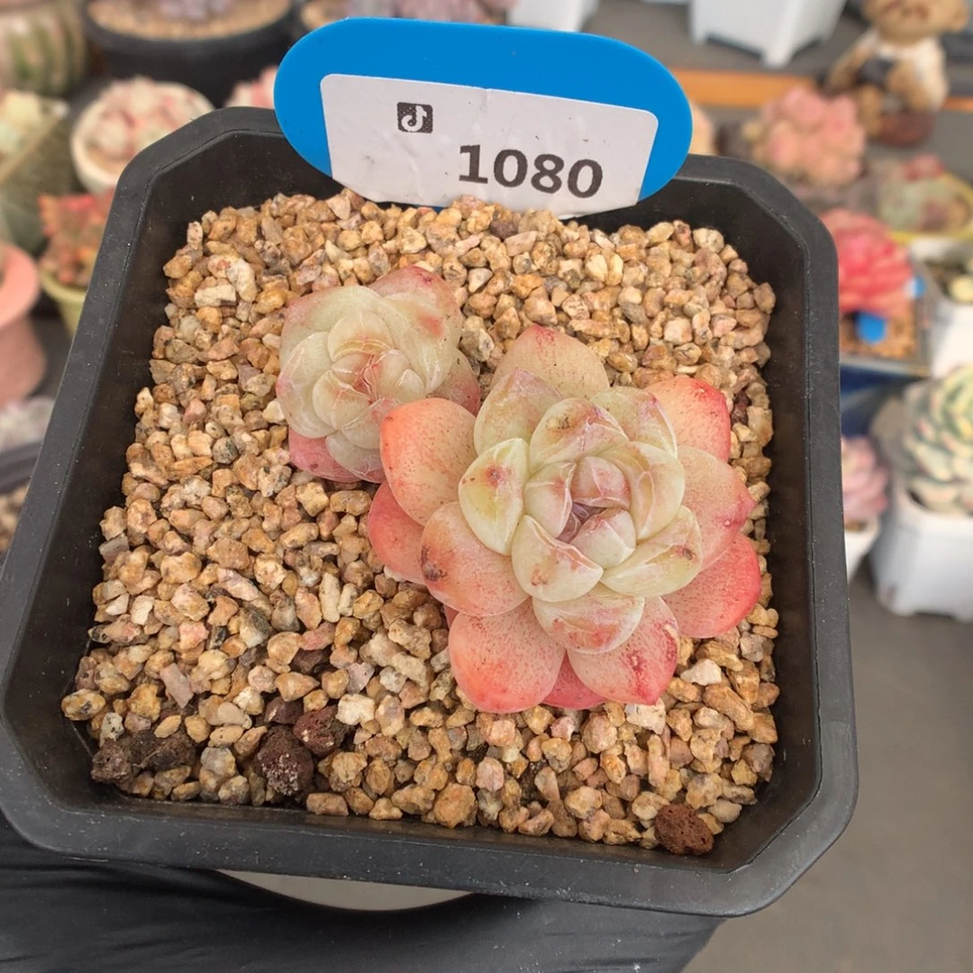 1080 特价冰玉石化多肉