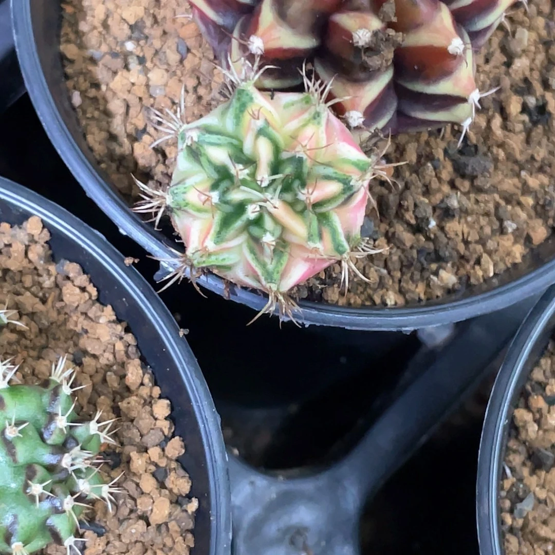无花朵泰系神品侧，白臀绿V背