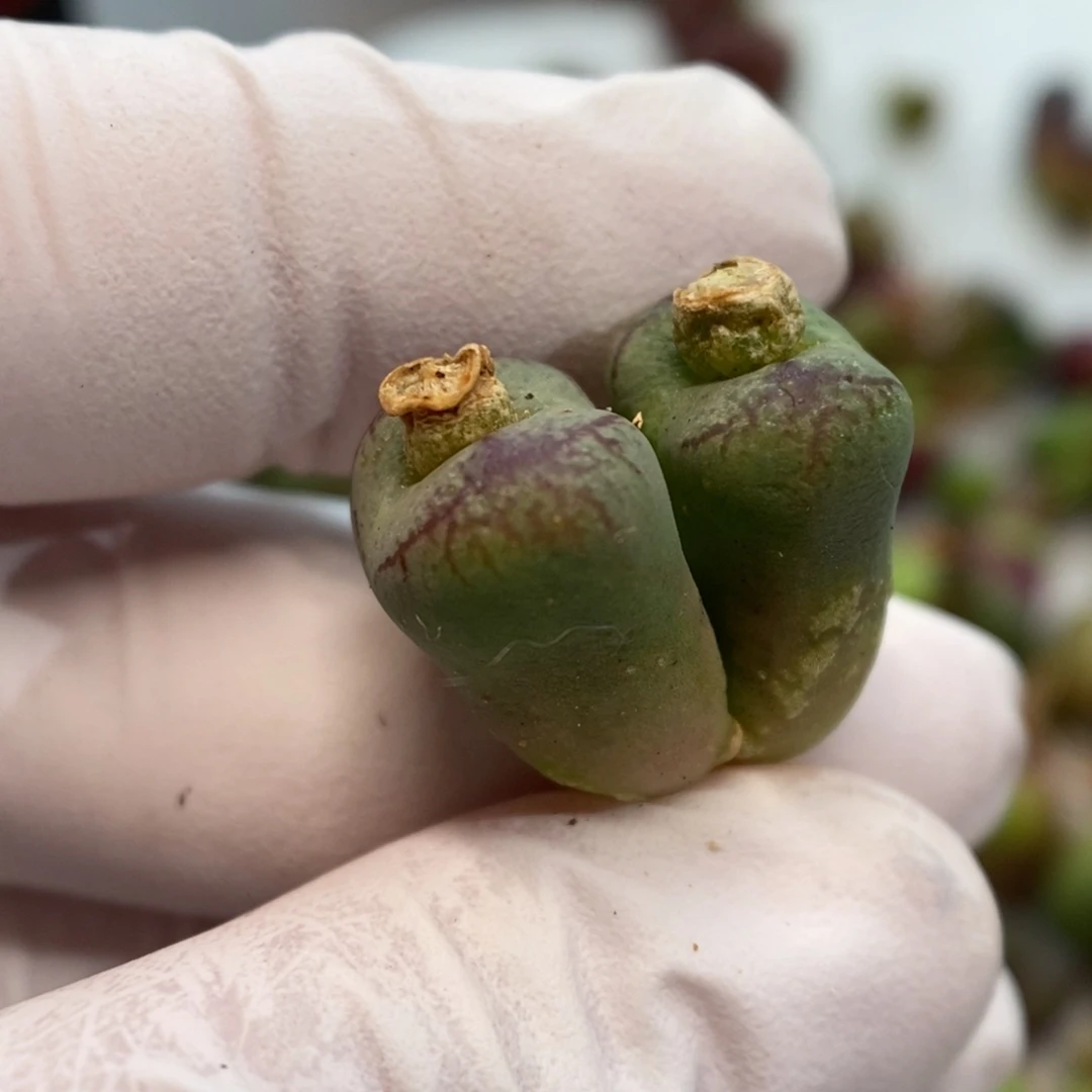 多肉植物肉锥杂交K-51