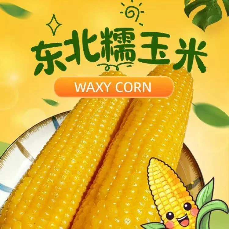 【含试吃2根】一整箱12棒约180克*12支 寒地黑土产地直发