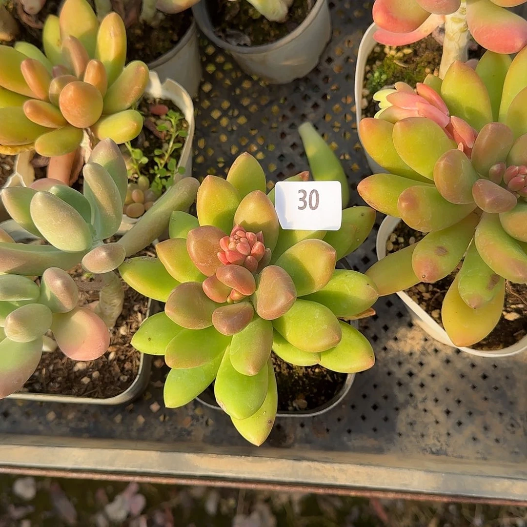 贝**~30号 一物一拍