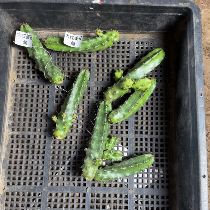 248大红美花角无根侧牙软，20包邮