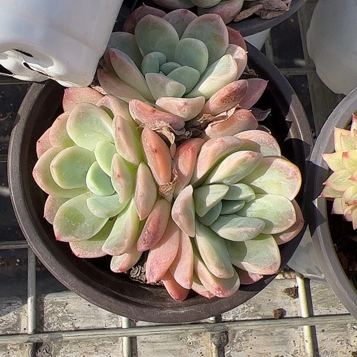 长****雪媚娘多肉植物精品