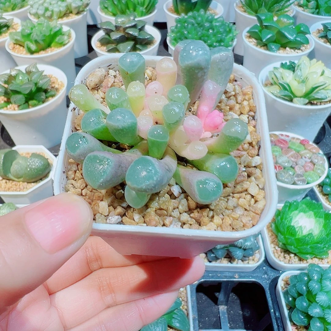 五十铃玉锦多肉多肉