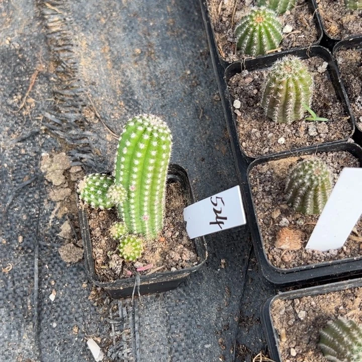 白檀524仙人球白檀116