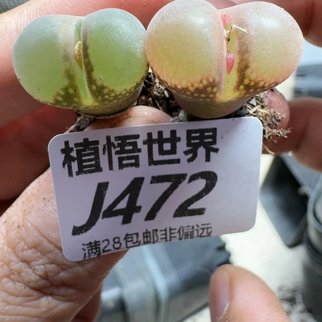 多肉植物的人生fhh