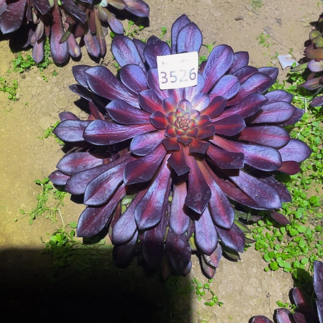 3526月亮石多肉植物